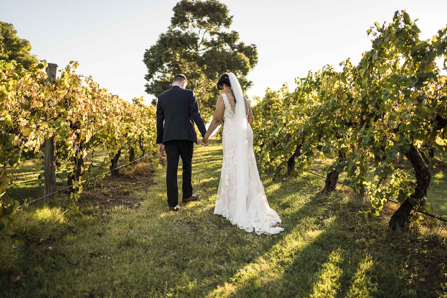 Weddings at Sandalford Winery in the vines